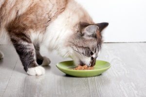 Migliori marche cibo per gatti